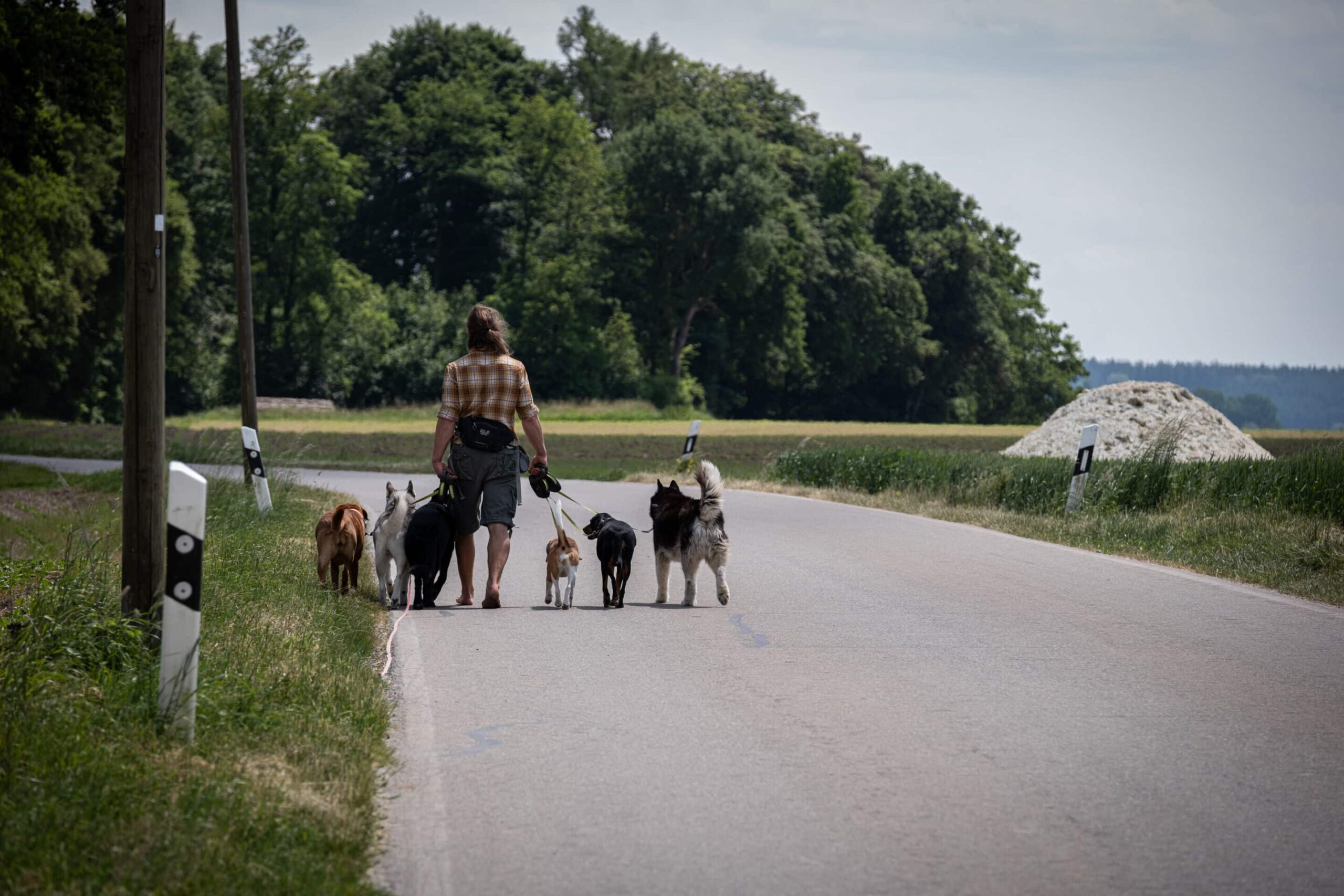Simon geht mit einer Gruppe von Hunden im Feld spazieren