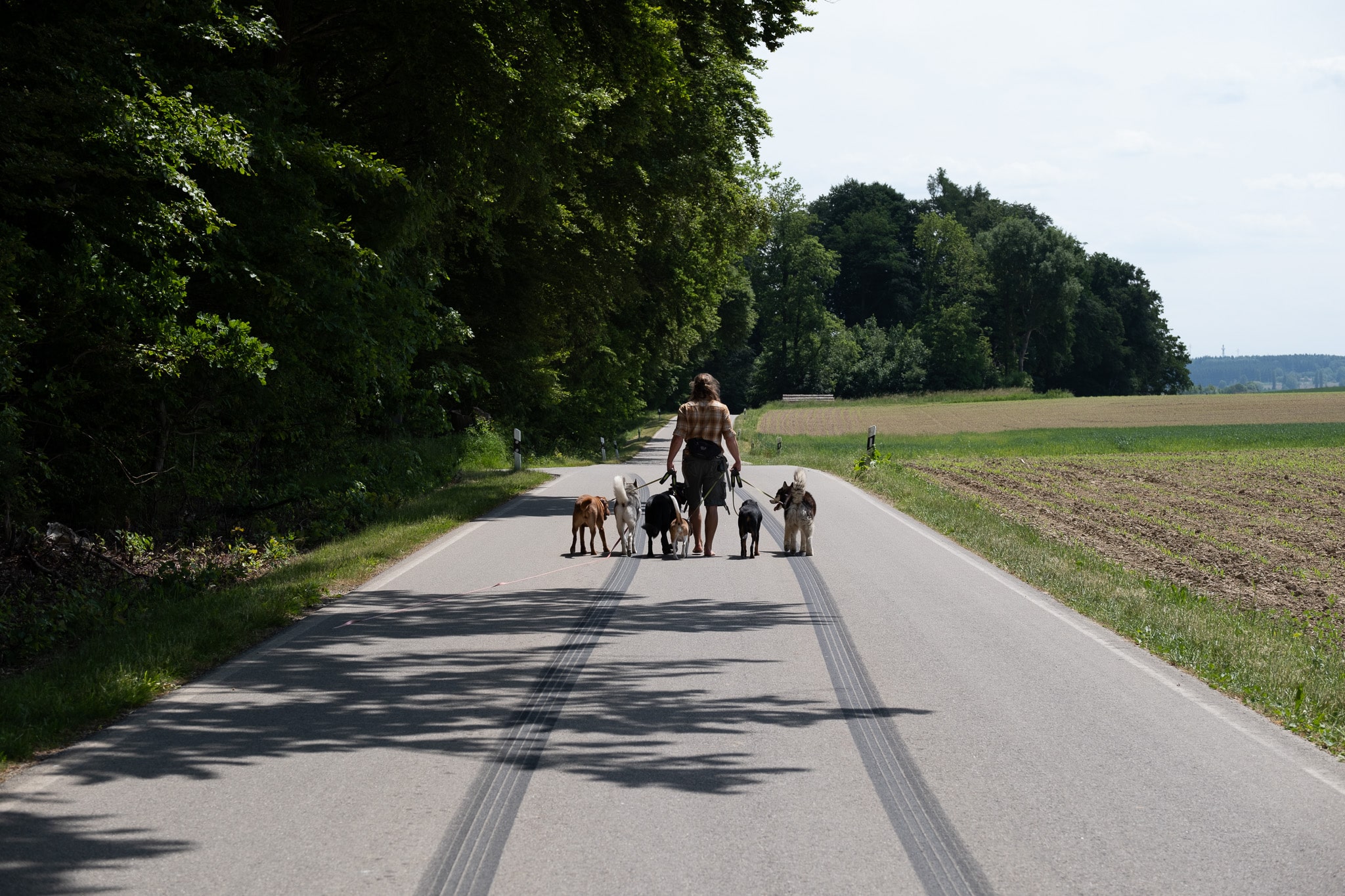 Simon läuft mit einer Gruppe von Hunden über eine Landstraße am Feld