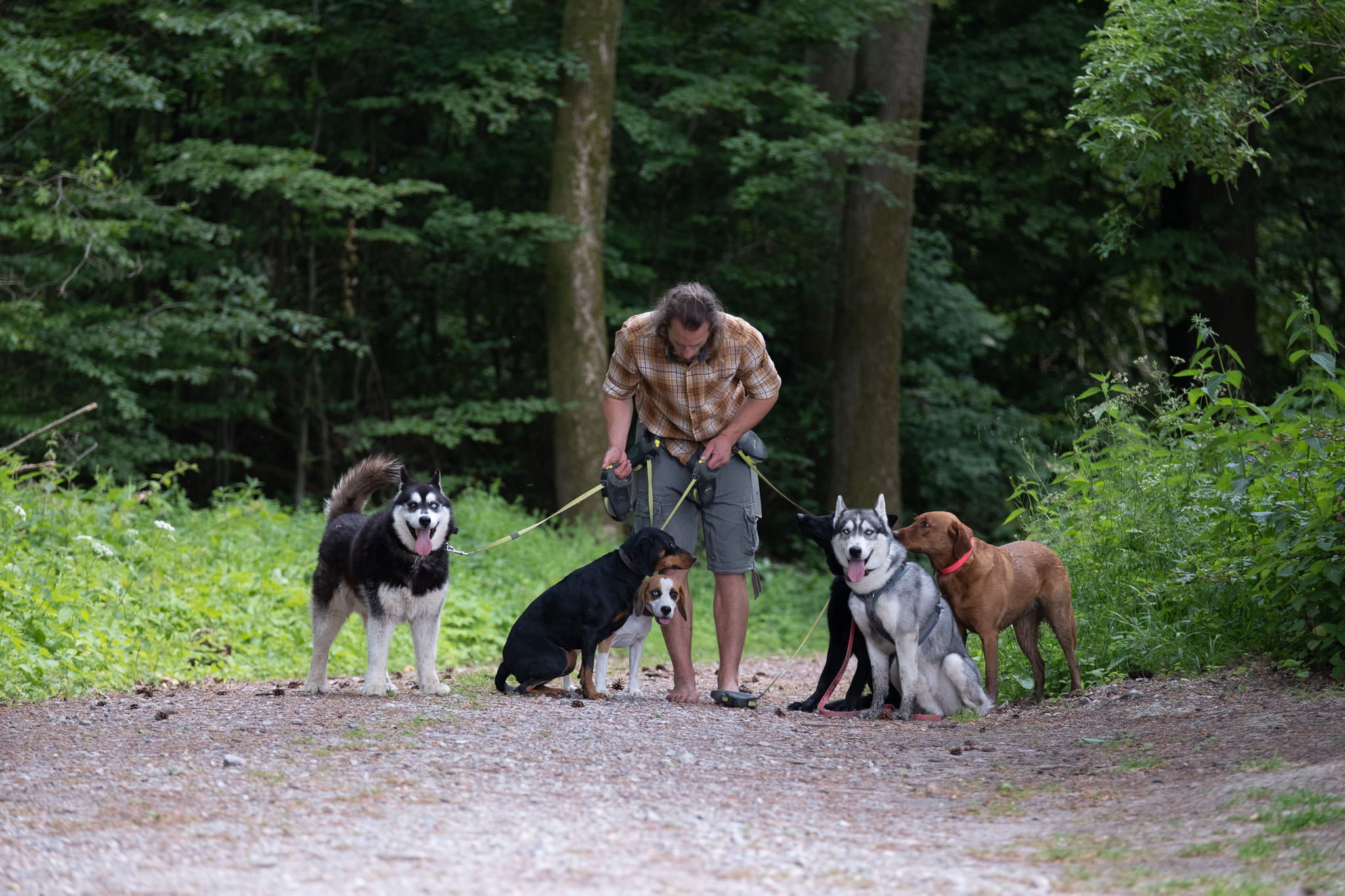 Simon steht mit einer Gruppe von Hunden auf einem Waldweg
