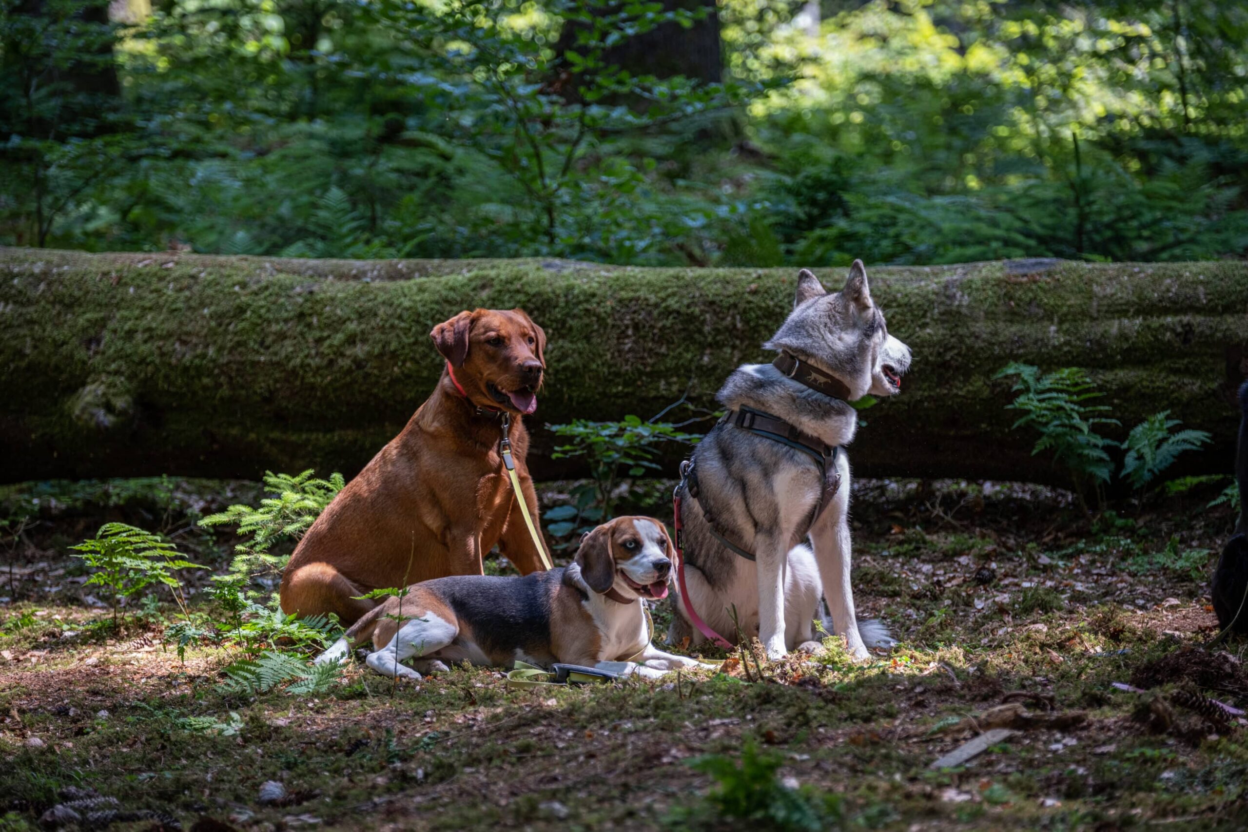 Thorin sitzt mit zwei weiteren Hunden entspannt im Wald vor einem Baum